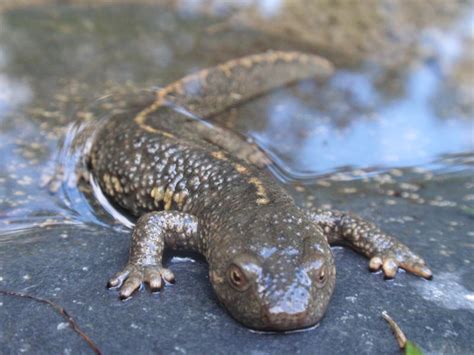 Salamandridae - newts, true salamanders | Wildlife Journal Junior