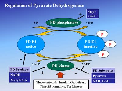 Pyruvate dehydrogenase - Wikipedia