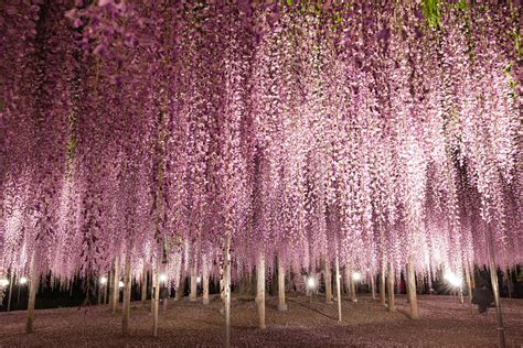 Wisteria in the night | Art Huang | Flickr