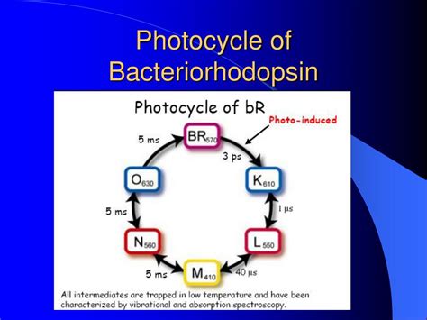 PPT - Bacteriorhodopsin PowerPoint Presentation, free download - ID:3524490