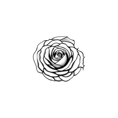 Roses hand drawn pencil sketch, coloring page, and book, Rose flower outline, illustration ink ...