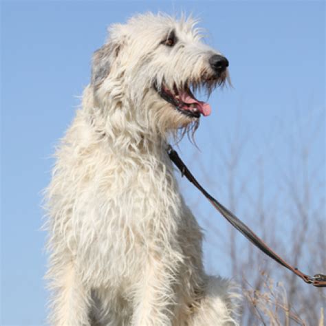 Irish Wolfhound grooming, bathing and care | Espree