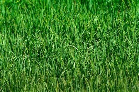 Grass Background Texture - High-quality Free Backgrounds