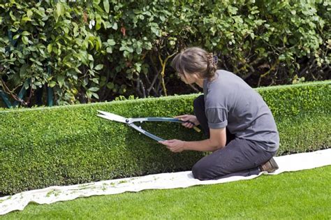 Proper Pruning of Your Shrubs