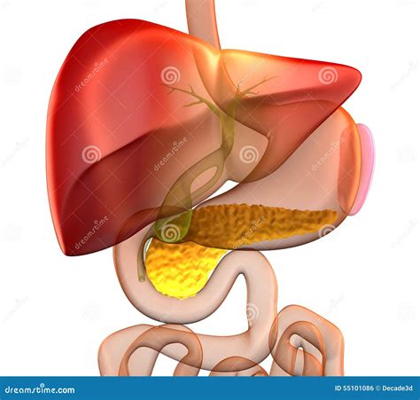 Pancreas Cross Section Real Human Anatomy - Isolated on White Stock Illustration - Illustration ...