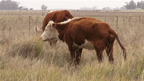 Cow Eats Grass On The Meadow Of Wheat Stock Footage Video 18378664 | Shutterstock