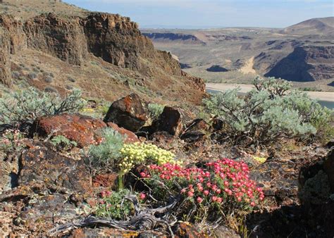 Ginkgo Petrified Forest State Park Backcountry | State parks, Petrified forest, Backcountry