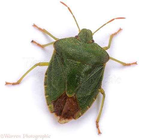 Green Shieldbug photo - WP03199