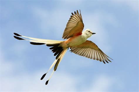 Scissor-tailed Flycatcher Flight | The reason I like the Sci… | Flickr