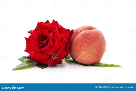 Beautiful Red Flower with Peach Stock Image - Image of isolated, petals ...