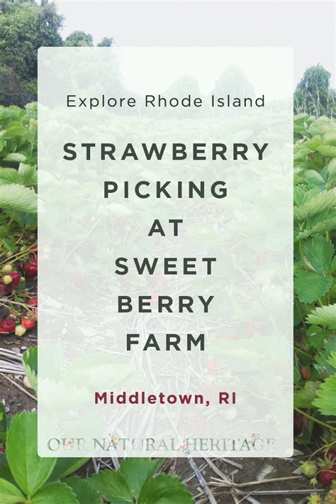 Strawberry Picking at Sweet Berry Farm - Our Natural Heritage