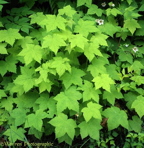 Thimbleberry leaves photo WP01878