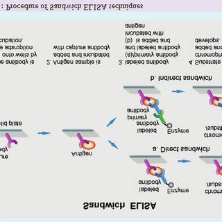 Competitive ELISA procedure. | Download Scientific Diagram