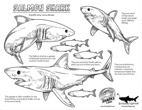 Salmon Shark Coloring Page - ColoringBay