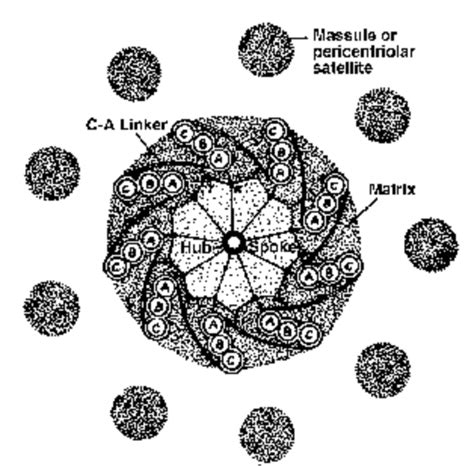 Structure of Cell: Centrioles