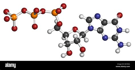 Guanosine triphosphate hi-res stock photography and images - Alamy