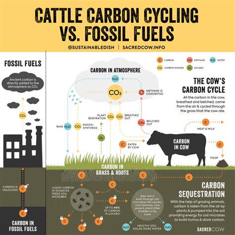 Are Cow Farts Really Killing the Planet? - ConscienHealth