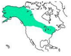 Extinction of American Mastodon - The Science Book