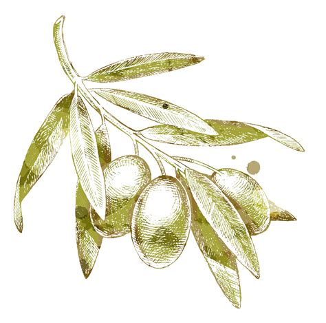 Olive branch Drawing - Yellow olives png download - 780*772 - Free Transparent Olive png ...