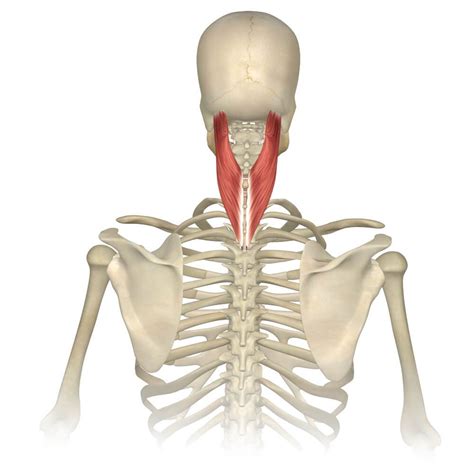 Splenius Capitis and Cervicis Muscles | Neck muscle anatomy, Muscle, Yoga anatomy