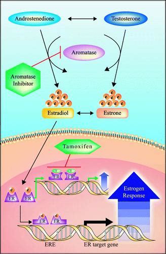 Selective Estrogen Receptor Modulators (SERMs) - USMLE Strike