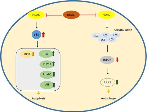 Frontiers | Recent Update of HDAC Inhibitors in Lymphoma