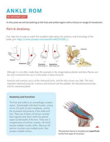 Ankle ROM by Innovations in Pilates - Issuu