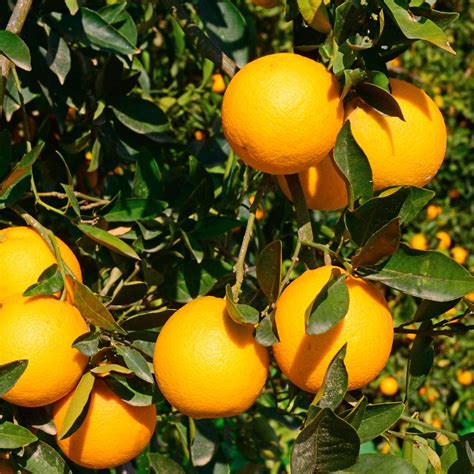 Bloomsz Cara Cara Orange Tree - 1.5 Year Old-08111 - The Home Depot