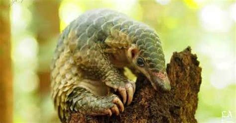 Meet the pangolin, the most poached mammal in the world - Los Angeles Times