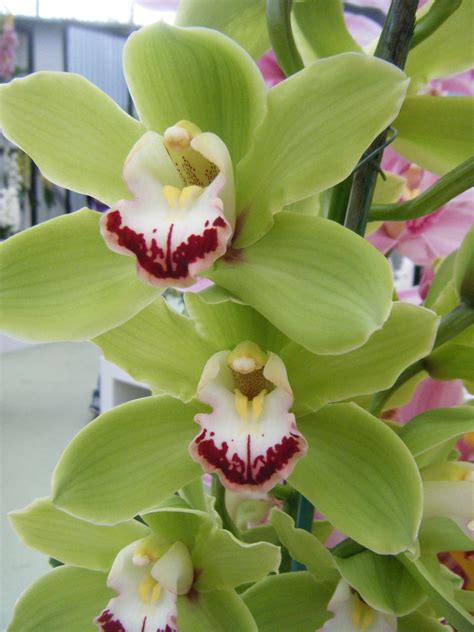 Green Orchids. by wildluna on DeviantArt