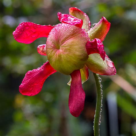 American Pitcher Plant | San Diego Zoo Animals & Plants