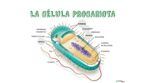 LA CÉLULA PROCARIOTA by CLAUDIA AVINO SUÑER on Prezi