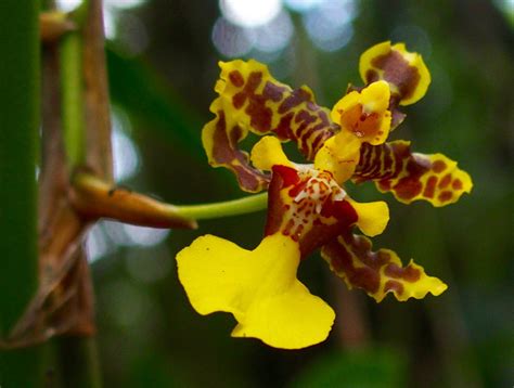 Puntarenas, Orchids Garden, Monteverde, Costa Rica, Elena, Marvelous ...