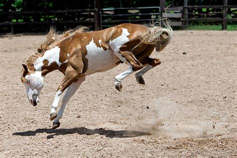 Bucking Horse Stock Photos, Pictures & Royalty-Free Images - iStock