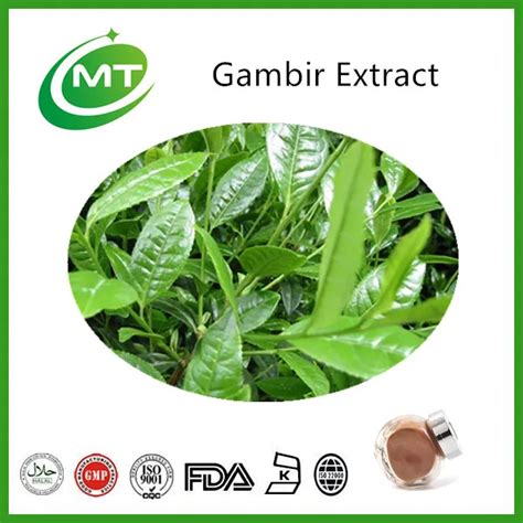 Hot Sell Gambir Extract/uncaria Gambier Powder/high Quality Gambir ...