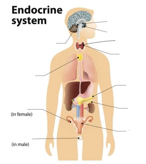 Behavioral Sciences I Module of the MCAT Self Prep eCourse: Lesson 9: Endocrine Gland: Diagram A ...