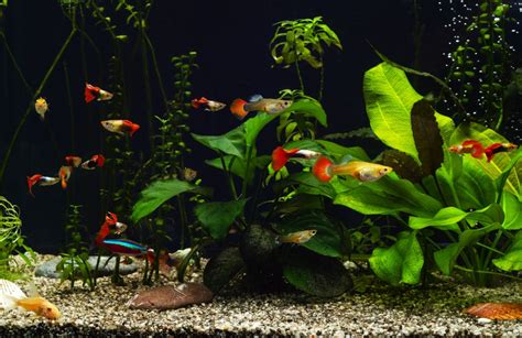 15 Low Maintenance Fish for a Stress-Free Tank - Build Your Aquarium