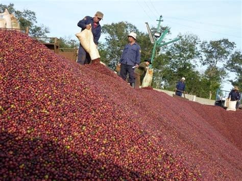 Vietnam’s coffee exports plummet in eight months