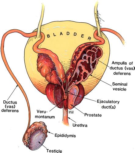 What is the role of Seminal Vesicles and Prostate Gland - CBSE Class Notes Online - Classnotes123