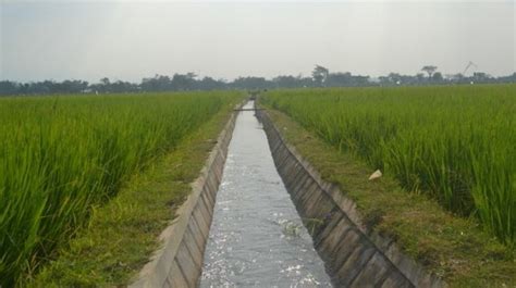 Gambar Irigasi Sawah - 55+ Koleksi Gambar