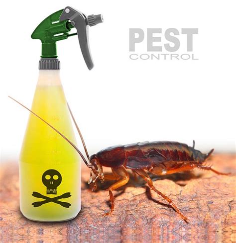 6 Tips To Control Cockroach At Your Home – Home Improvement Best Ideas