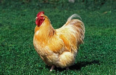 The 20 Best Chicken Breeds For Backyard Coop - Pets Beast