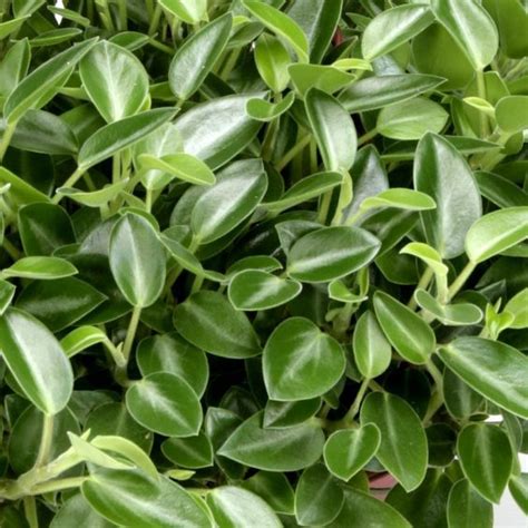 Peperomia Teardrop How to propagate peperomia plants https://www ...