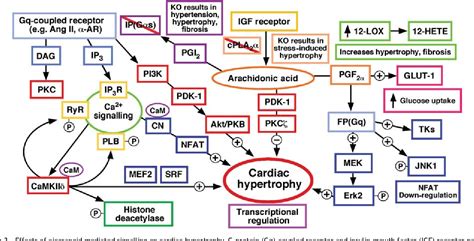 Figure 3 from Eicosanoid signalling pathways in the heart. | Semantic Scholar