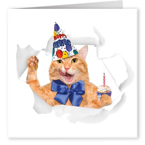 Buy Cult Kitty - Cute Cat Birthday - Cat birthday Card - Cat Owner Card ...