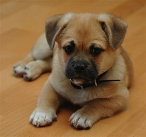 Adorable Pug Cross Breeds (2024 Guide)