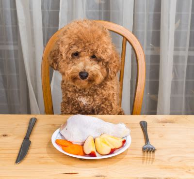 My Dog Ate Raw Chicken: Expert Tips on How to Respond Critical Safety ...