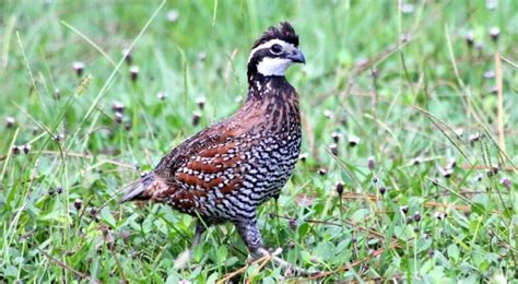 The Best Quail Breeds To Raise For Eggs, Meat or Hunting
