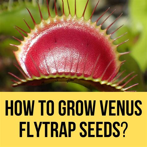 How to Grow Venus Flytrap From Seeds in 2023? The Easy Way