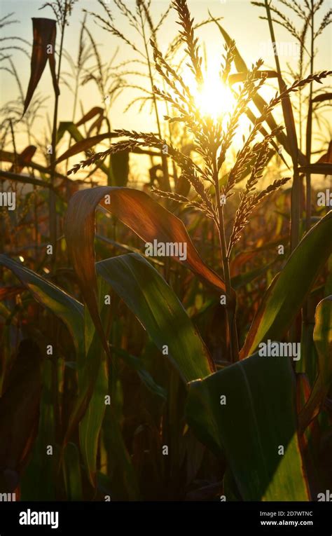 Corn field at sunset Stock Photo - Alamy